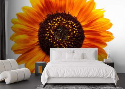 Red flower sunflower isolated on a white background Wall mural