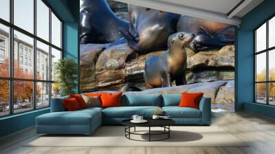 California sea lions in La Jolla, CA Wall mural