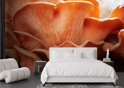 close up of pink oyster mushroom (Pleurotus djamor) detail Wall mural