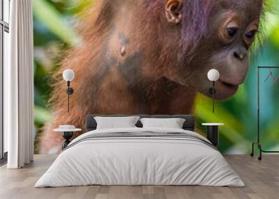 Cute Baby Orangutan looking lost Wall mural