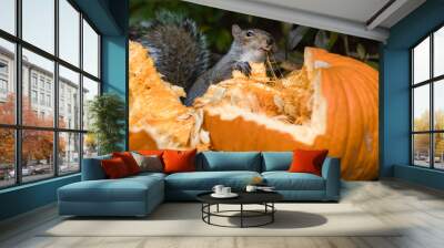 Grey Squirrel Feeding on Pumpkin Seeds Wall mural