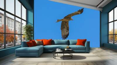 Black kite (latin name Milvus migrans) in flight Wall mural