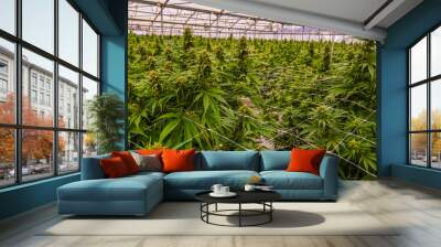 Cannabis Field In A Greenhouse Wall mural