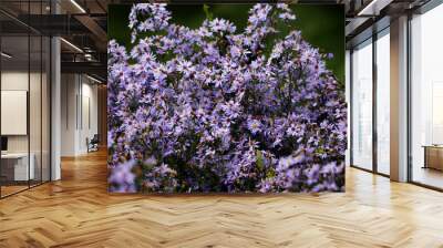 New England aster (Symphyotrichum novae-angliae) flowers isolated on a natural green background Wall mural