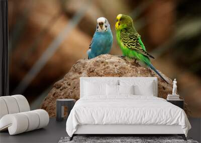 pair of Budgerigar (Melopsittacus undulatus) one blue one yellow isolated on a natural desert background Wall mural