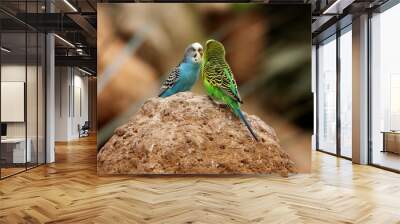 pair of Budgerigar (Melopsittacus undulatus) one blue one yellow isolated on a natural desert background Wall mural