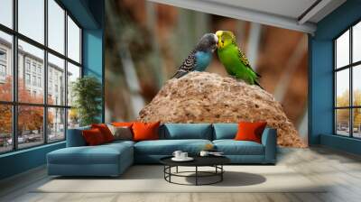 pair of Budgerigar (Melopsittacus undulatus) one blue one yellow isolated on a natural desert background Wall mural