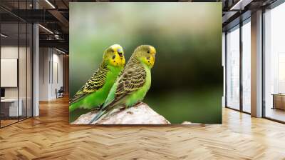 pair of yellow and green Budgerigar (Melopsittacus undulatus) isolated on a natural desert background Wall mural