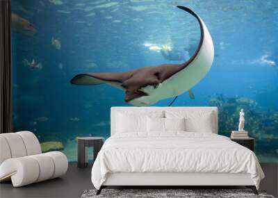 bullray Wall mural