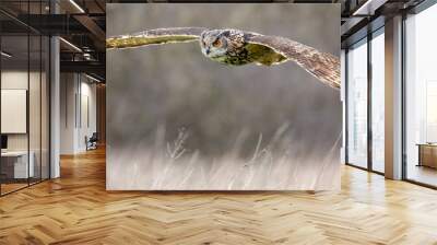 Eurasian Eagle Owl (Bubo bubo) in natural environment Wall mural