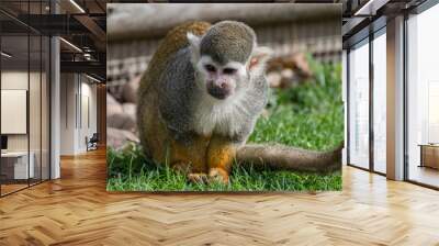 Tiny Squirrel Monkey Wall mural