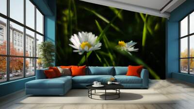 two white and yellow daisy's with a background of blades of grass Wall mural