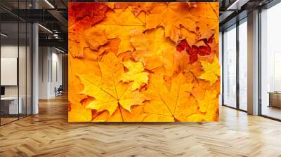 Autumn leaves background. Orange, red, yellow maple leaves. Fall season Wall mural