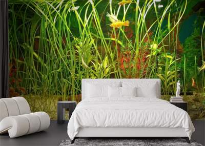 aquarium with many fish and plants Wall mural