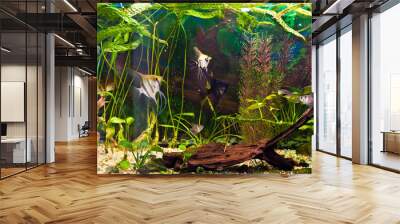 fish angelfish in a tropical fish tank with many plants Wall mural