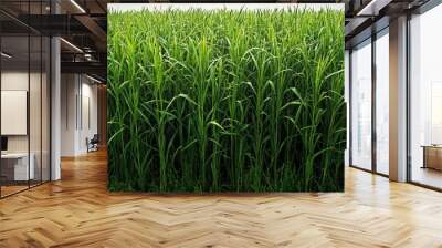 A field of biomass energy crops, with neatly arranged rows of tall, green plants Wall mural