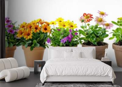 Different flowers in pots isolated on white Wall mural