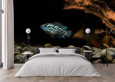 electric blue jack dempsey cichlid fish in aquarium Wall mural