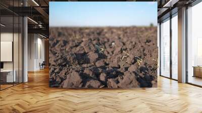 combines plowed field. modern farming and irrigation business concept. fresh arable land after the tractor before sowing. clods lifestyle of dirty ground on a plowed field close-up Wall mural