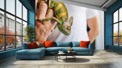 Chameleon close up. Multicolor Beautiful Chameleon closeup reptile with colorful bright skin on the hand Wall mural