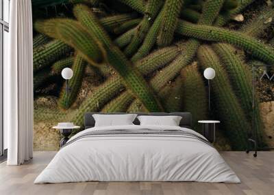 The Rattail Cactus Aporocactus flagelliformis or Disocactus flagelliformis Wall mural