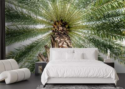 Green beautiful palm tree isolated on white background Wall mural