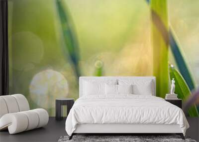 Fresh grass on field with dew drops Wall mural