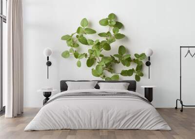 a bunch of oregano bound with natural cotton thread its tiny, oval leaves clustering closely against an isolated white background Wall mural