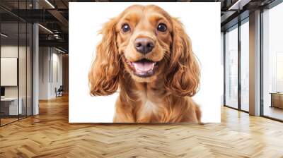 a grinning cocker spaniel with curly ears and a friendly expression against an isolated soft white background Wall mural