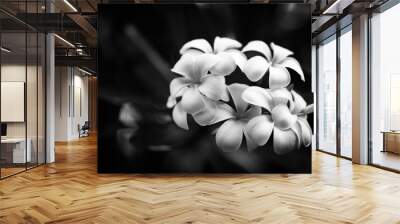 Abstract flowers black and white background. Dramatic tropical floral backdrop, blooming exotic flowers on black and white background Wall mural