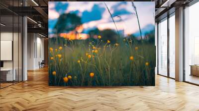 Abstract sunset field landscape of yellow flowers and grass meadow on warm golden hour sunset or sunrise time. Tranquil spring summer nature closeup and blurred forest background. Idyllic nature Wall mural