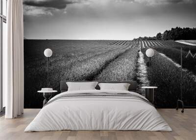 Fantastic black and white landscape of lavender fields and sunset sky clouds. Inspirational and dramatic nature background Wall mural