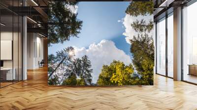 Looking up in the middle of a forest, view of beautiful trees and a blue sky with white clouds and sun rays Wall mural