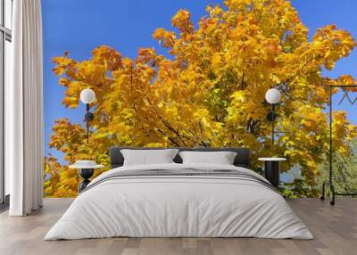 yellow autumn leaves Wall mural