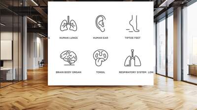 human body parts outline icons set. thin line icons such as human ear, tiptoe feet, human liver, men leg, brain body organ, tonsil, respiratory system vector. Wall mural