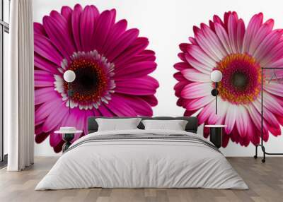 Assorted magenta gerbera flower heads isolated on transparent PNG background. Created with Generative AI.	
 Wall mural