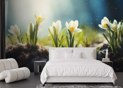 Closeup of early white crocus flowers emerging from the thawing ground. Fresh floral scene in spring nature. Wall mural