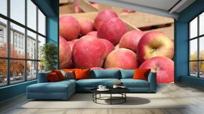 apples Wall mural