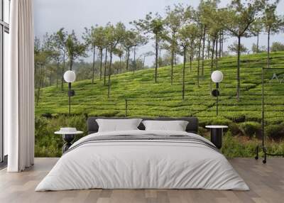 Valley view in rural Kerala (India) with fresh green tea leaf crops growing on lush agricultural plantations with bushes and trees in the highlands of the countryside Wall mural