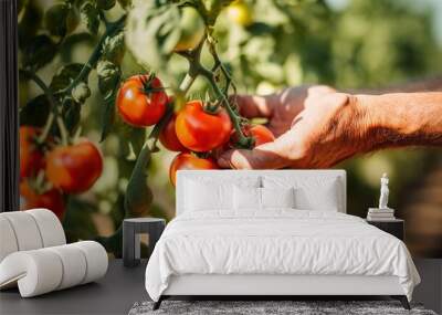 gardener hand pick red tomatoes  Wall mural