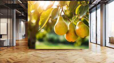 pear grows on a tree in the harvest garden on sunny day Wall mural