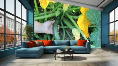 Hand harvesting zucchini in the garden Wall mural