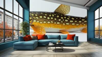 A brown trout with yellow and black spots on its body against a white background. Wall mural