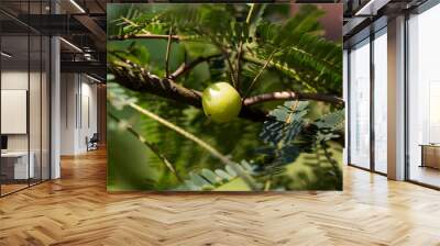 Indian Gooseberry (Phyllanthus emblica) on the tree Wall mural