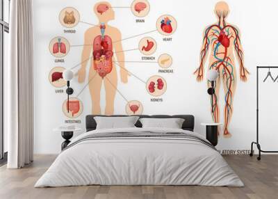 Human body anatomy infographic of structure of human organs Wall mural