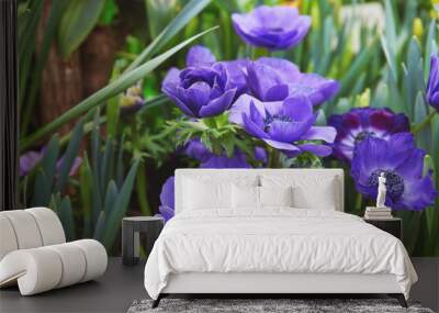 Lilac anemone flowers blooming in the garden Wall mural