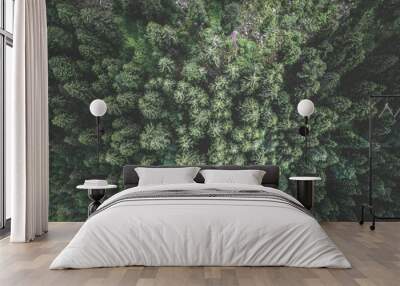 Aerial view of green spruce forest. Tops of fir tree. View from above. Wall mural