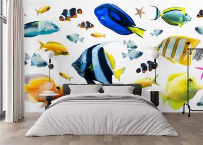 Diversity of bright tropical fish isolated on white background Wall mural