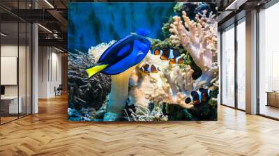 tropical blue fish and clownfish Wall mural