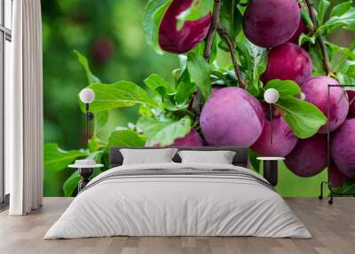 Beautiful background of the red ripe plums on the tree Wall mural